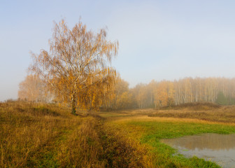 Fototapeta premium Осенний пейзаж с видом березы с желтой листвой на фоне леса утром в тумане 