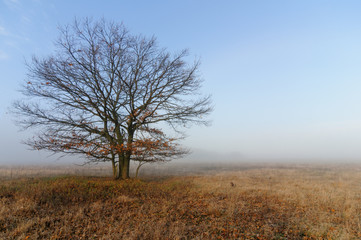 Naklejka na ściany i meble Осенний пейзаж с видом большого дерева с почти облетевшей листвой утром в тумане 
