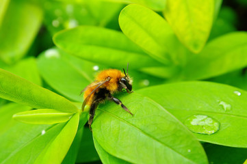 Bee and water drops on green leaves