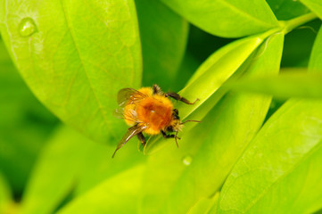 Fototapeta premium Water drops on green leaves