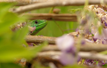 Lizard head in the bush