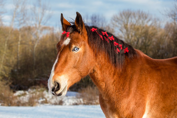 Obraz na płótnie Canvas Christmas portrait of a red horse