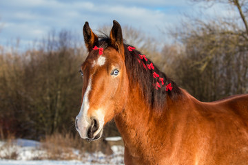 Christmas portrait of a red horse