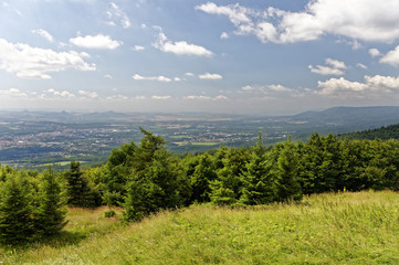 Green field with forrest behind