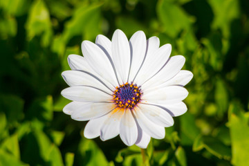 Pretty flower with white petals