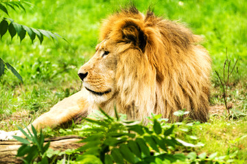 Obraz na płótnie Canvas Lion male. Panthera leo.