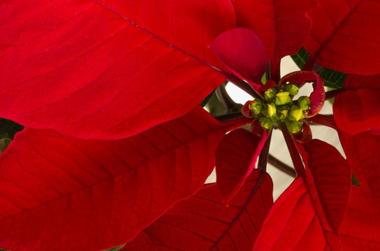 macro closeup stella di natale rossa