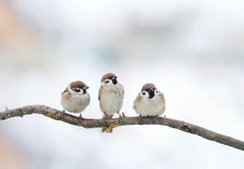 Fototapeten drei lustige Vögel Spatz sitzt im Winter auf einem Ast © nataba