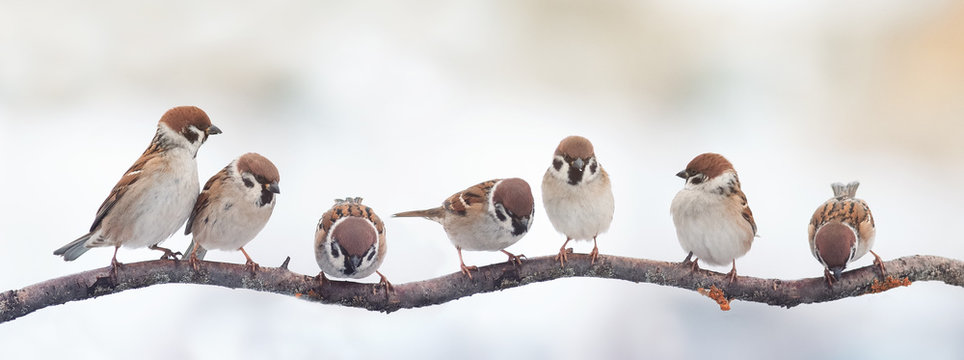  small funny birds sparrows sitting on a branch on the panoramic picture
