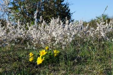Springtime blossom