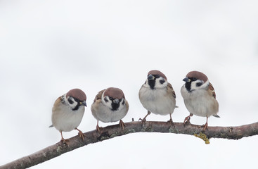 funny little birds, the sparrows curiously look at each other, sitting on a branch