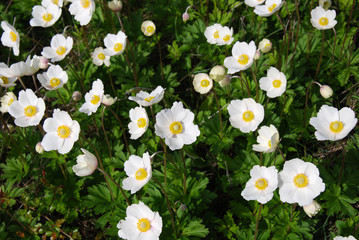 Shiny white anemone close up