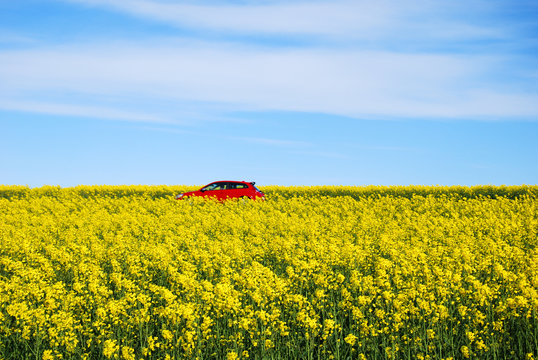Red car  in blossom rapeseed field