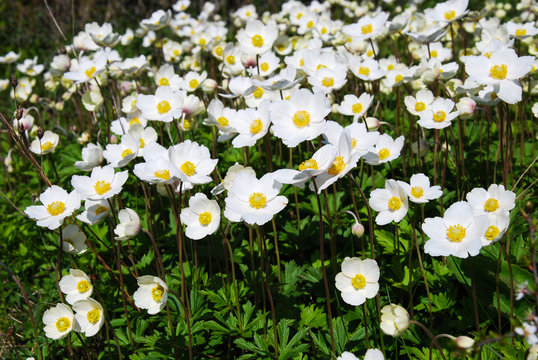 Snowdrop anemones all over.