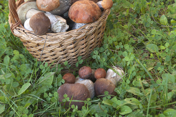 Bolete mushrooms in a basket