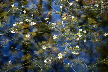 Flowers in a pond