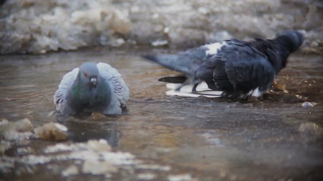 Pigeons bathe in a pool of cold water, winter day.