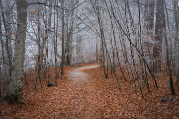 Dead Frosty Forest Landscape with leafy path