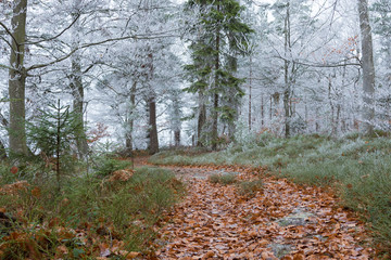 Frosty Forest Landscape with leafy path