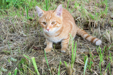 Naklejka na ściany i meble Brown young cat with green grass