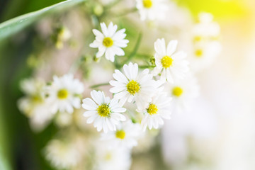 white daisy flowers. soft focus for background