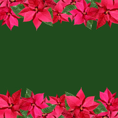 Beautiful floral background with red poinsettia Christmas 