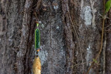 Fishing Lure in Tree © Tyler