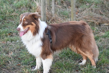 Aussie stehend