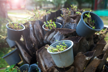 Plant in plastic pots on dead stump