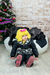 Photos Mastino breed dogs Neapolitana and baby little girl at the Christmas tree.
