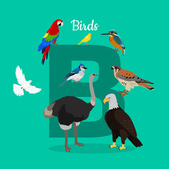 Birds with Letter B Isolated. ABC, Alphabet.