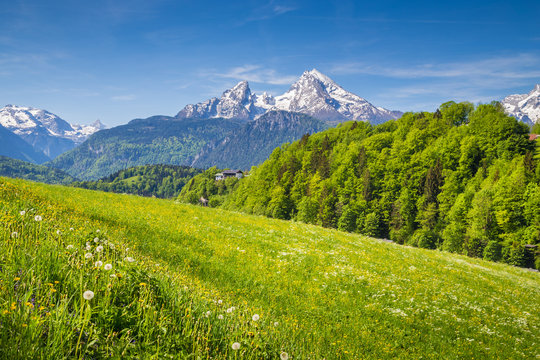 Idyllic landscape in the Alps with blooming meadows in springtime
