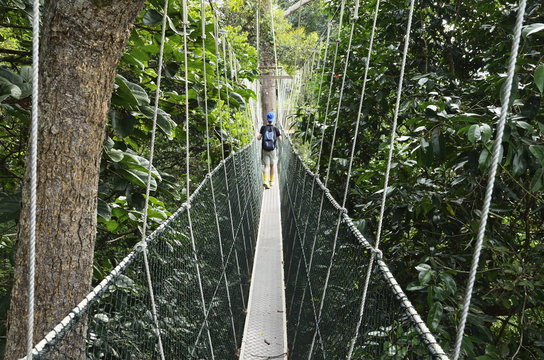 Canopy walk, Taman Negara National Park, Pahang, Malaysia