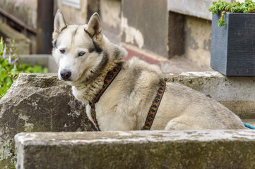 Portrait of a white dog with blackish texture in between