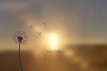 Dandelion sunset blur illustration