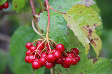 Bunches of red viburnum berries on a branch, ripening in late summers.