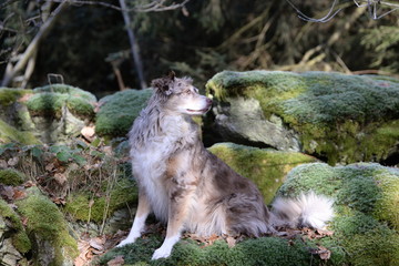 kurze Rast, wunderschöner Hütehund sitzt auf moosbewachsenen Felsen