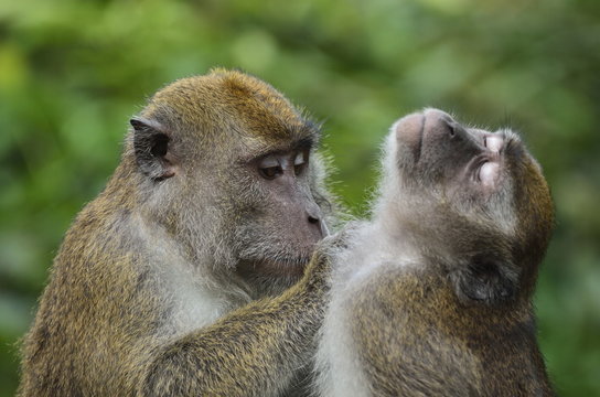Macaques, Sabah, Borneo, Malaysia