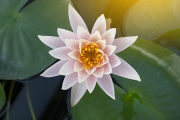Pink Lotus Flower with sun fllare in the morning