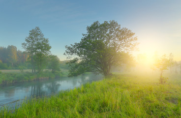 Fototapeta na wymiar Green meadow in spring morning