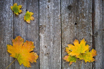 Naklejka na ściany i meble Autumn background with colored leaves on old wooden board