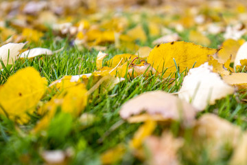 yellow leaves on a grass