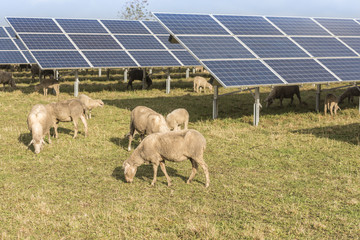 Schafherde grast unter einer Freiflächen Photovoltaikanlage 
