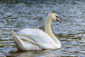 Fototapeta premium Majestic photograph of a white swan swimming in water