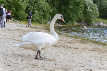 White swan standing on a sea shore
