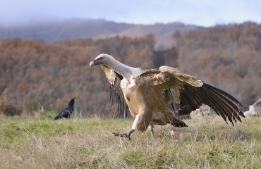 Griffon vulture in the meadow of Leon.