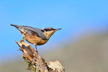 Eurasian nuthatch perching.