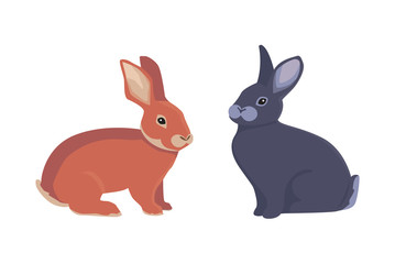 vector illustration of cartoon rabbits different breeds. Fine bunnys for veterinary design