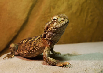 Pogona lézard dragon
