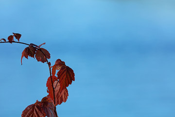 Herbst Herbstlaub Herbstfärbung